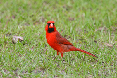 wildlife on grass with weedkiller?