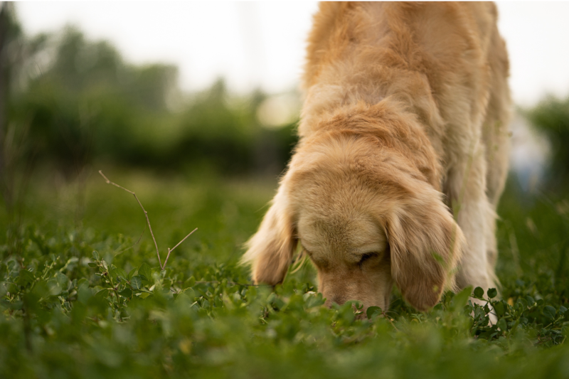 dog licks lawn with weed killer residue?