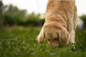 investigate weed killer pet health concerns